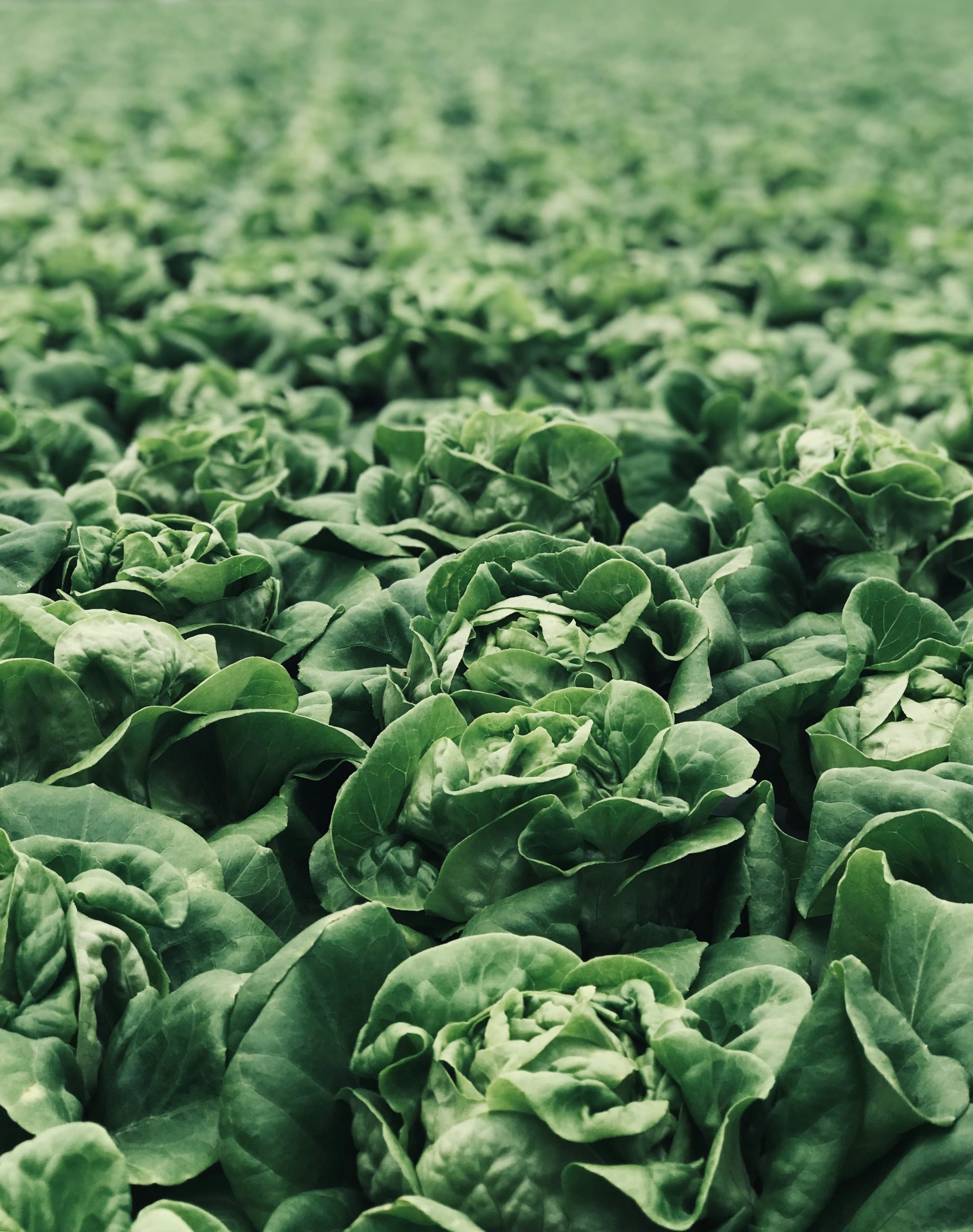 field of cabbage